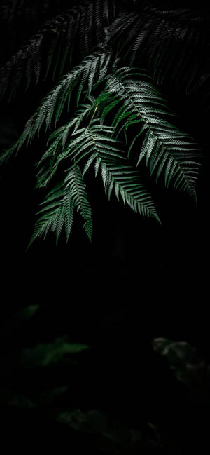 植物iPhone — 银河 A27 壁紙