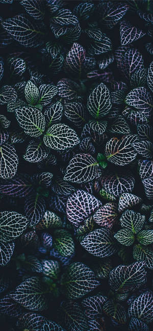 植物iPhone — 银河 A18 壁紙