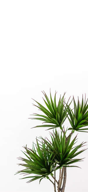 植物美學手機 — Redmi Note 17 Pro 壁紙