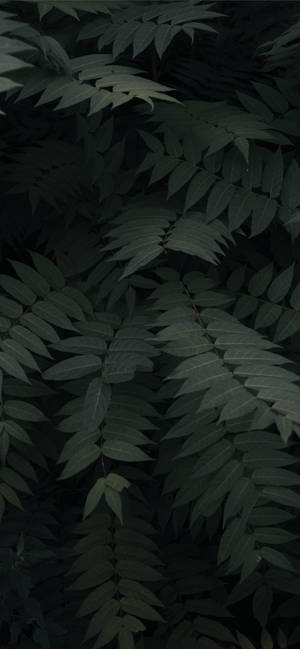 植物 iPhone — 银河 A 壁紙