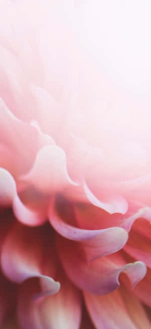 浅粉花卉iPhone — 小米17 Pro 壁紙
