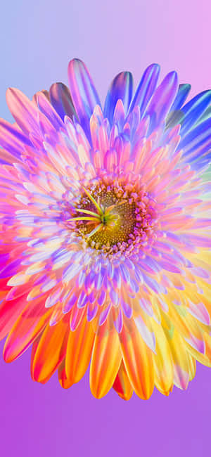 彩虹花朵iPhone — iPhone 11 Pro Max 壁紙