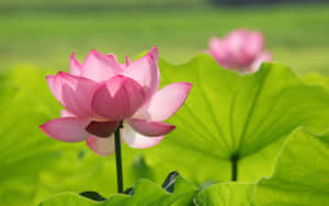 蓮花圖片 — 蓮花 壁紙