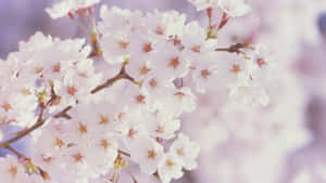 春季花卉背景 — 櫻花 壁紙
