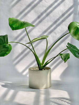 白色盆栽植物美学 — 植物美学 壁紙