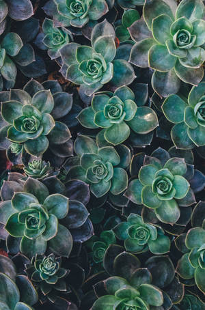 Echeveria 多肉植物綠色美學壁紙 — 主屏幕 壁紙