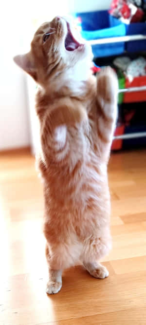 直立跳舞的橘猫.jpg — 跳舞的猫 壁紙