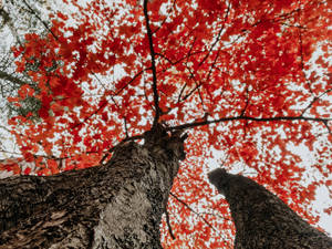 秋日美學紅樹桌布 — 秋日氛围 壁紙