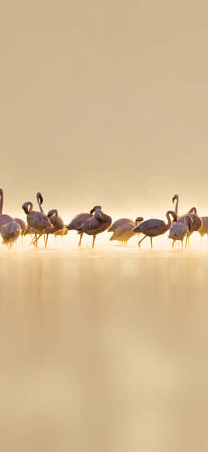 攝影 Flamingo iPhone — iPhone 12 Pro 壁紙