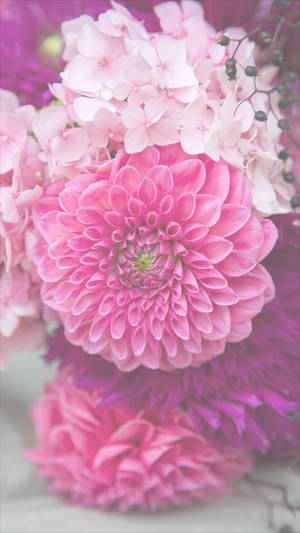 粉红大丽花花卉iPhone壁纸 — 花卉苹果手机 壁紙