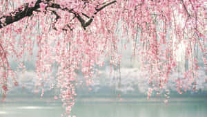 粉色櫻花樹枝 — 櫻花 壁紙