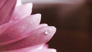 粉色花瓣上的晶莹水滴 — 粉色花朵 壁紙