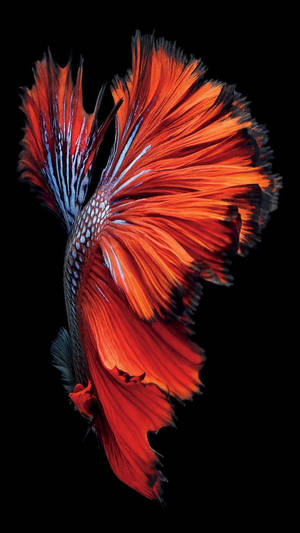 紅色鬥魚原創 iPhone 7 — iPhone 7 壁紙
