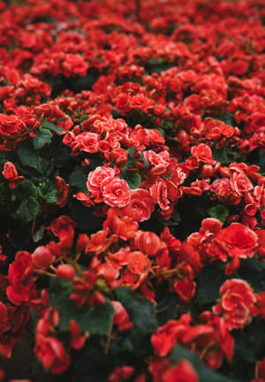 紅色田野中一簇紅色花瓣花朵的桌布 — OnePlus Pad 3 壁紙