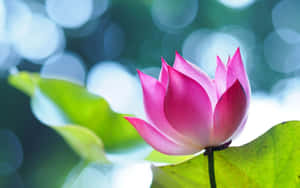 綻放的迷人蓮花 — 蓮花 壁紙