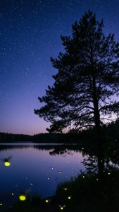 繁星闪烁的夜空映照湖面，松树剪影与萤火虫点缀其间，营造宁静的夏夜美学。 — 夏日美學 壁紙
