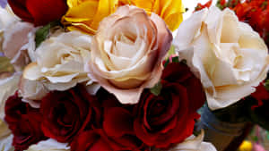 红白玫瑰 — 玫瑰 壁紙