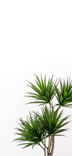 绿色植物美学 — iPhone 14 壁紙