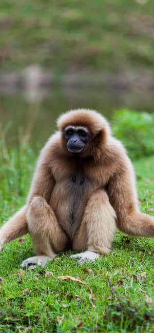 iPhone Xs Max Gibbon 背景 — iPhone 14 Pro Max 壁紙