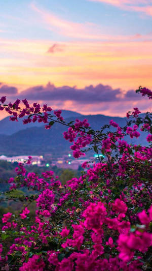 自然手機桌布 紫色花朵 夕陽