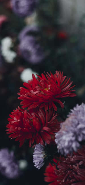iPhone花卉 — iPhone 15 Pro Max 壁紙
