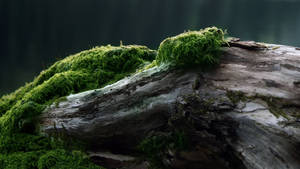 苔藓旧木壁纸
