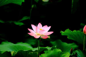 莲花图片 — 蓮花 壁紙