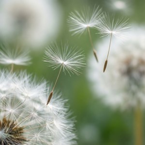 潔白的蒲公英種子在夢幻而空靈的微風中飄盪。 — 白色美学 壁紙