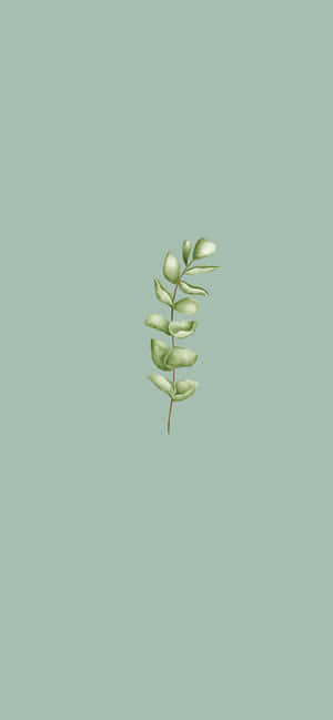 Sage 绿色美学图片 — iPhone 16 Pro Max 壁紙