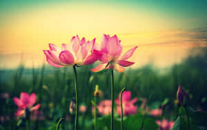 蓮花圖片 — 蓮花 壁紙