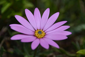 薰衣草紫色美學雛菊