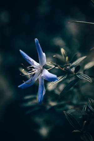 藍星花卉iPhone桌布 — 花卉苹果手机 壁紙