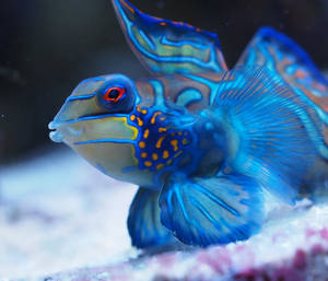 藍色酷魚桌布