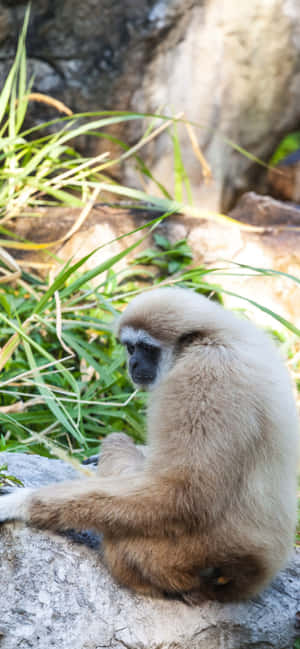 iPhone Xs Max Gibbon 背景 — iPhone 14 壁紙