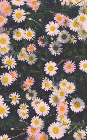 讓花朵綻放於你的生活，花卉iPhone桌布。 — Galaxy Tab S 壁紙