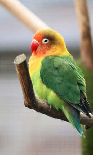 鳥類 iPhone — Infinix Xpad 壁紙