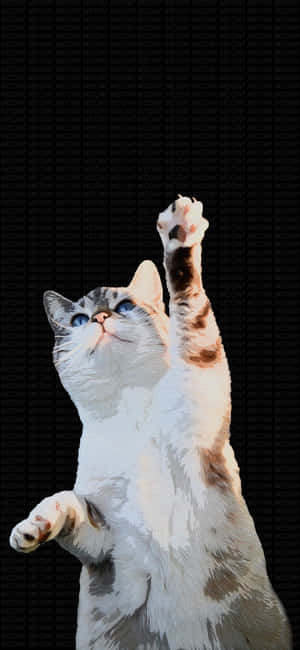 跳舞貓咪舉起爪子.jpg — 跳舞的猫 壁紙