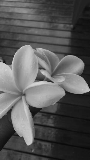 啞光花卉美學桌布 — 花藝美學 壁紙