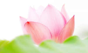 迷人粉色莲花 — 蓮花 壁紙