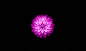 迷人蓮花綻放 — 蓮花 壁紙