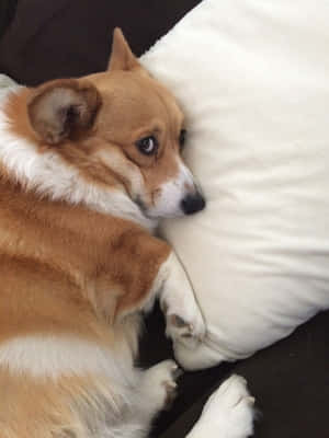 柯基犬搞笑圖片 — iPad 第9代 壁紙