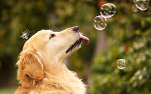 可愛黃金獵犬在花園裡玩泡泡的桌布