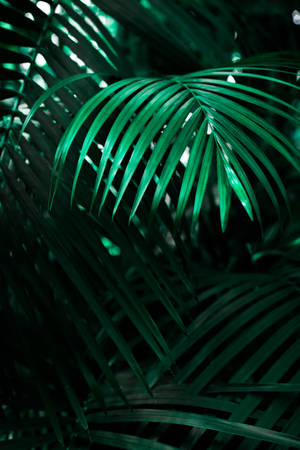 绿色线状叶植物 — iPhone 12 壁紙