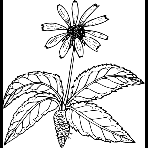 野花_素描_插画.png
