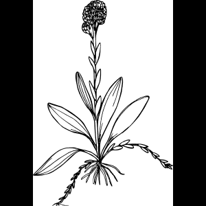 野花素描轮廓