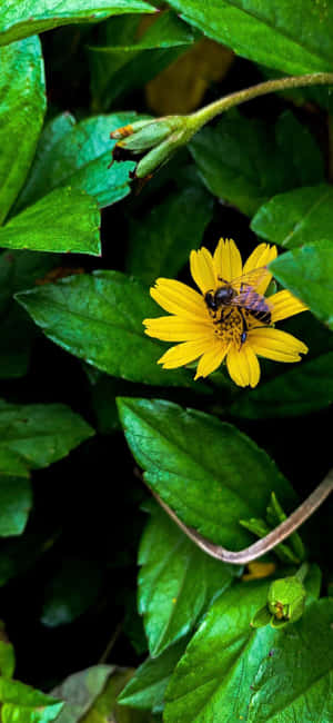蜜蜂iPhone — iPhone 12 Pro 壁紙