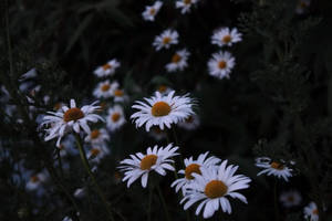 陰鬱的白雛菊桌布。 — 黄昏 壁紙