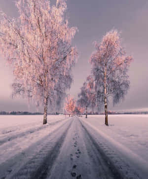 雪景美學圖片 — 雪景美學 壁紙