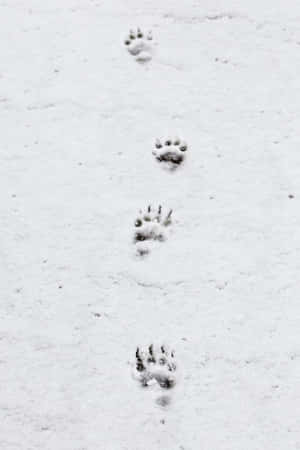 雪景美学图片 — 低对比度 壁紙