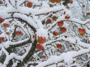 雪景美學圖片 — 雪景美學 壁紙